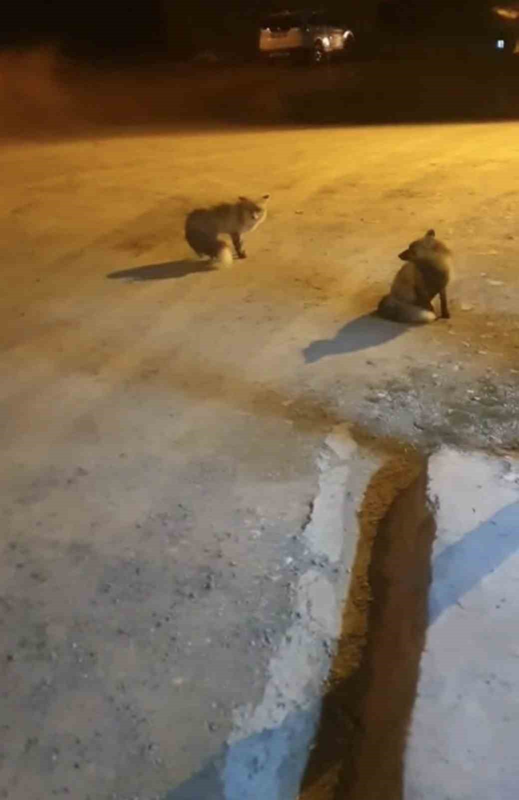 tilkileri icin yaylayi terk edip sehre gidemiyor 0 nR9PCg7w