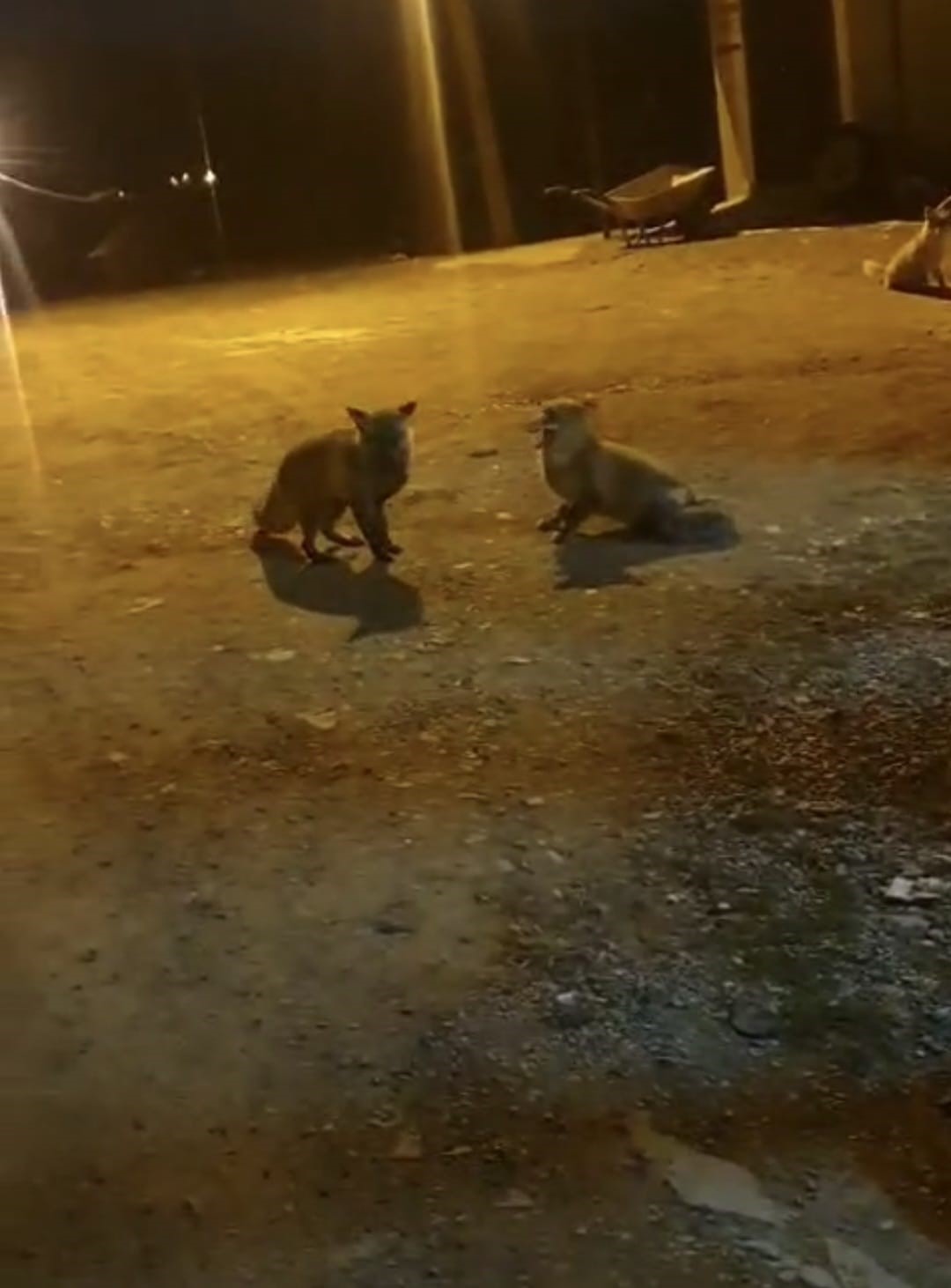 tilkileri icin yaylayi terk edip sehre gidemiyor 1 uaeTHjD5