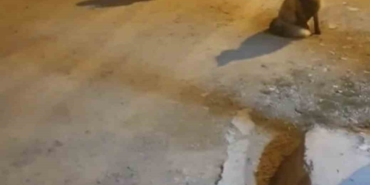 tilkileri-icin-yaylayi-terk-edip-sehre-gidemiyor-ADxk94x6.jpg
