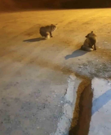 tilkileri-icin-yaylayi-terk-edip-sehre-gidemiyor-ADxk94x6.jpg