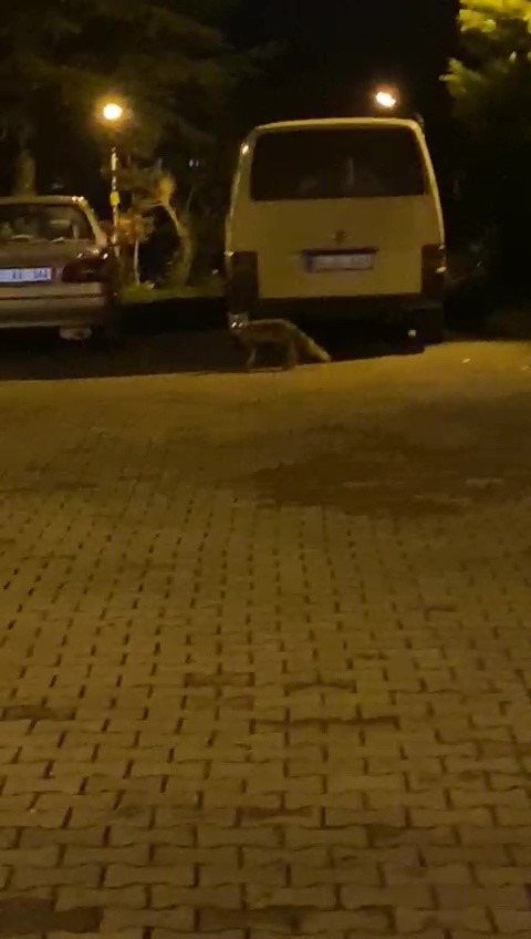 tilkinin panik anlari kameraya takildi 1 SX5AdW9t