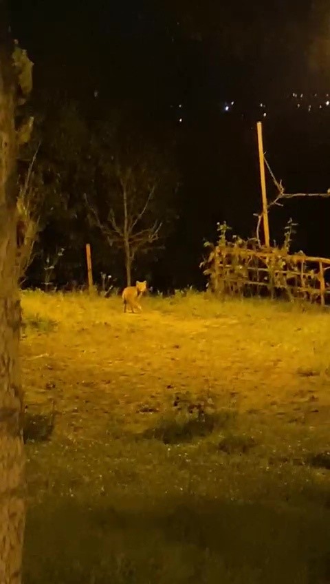 tilkinin panik anlari kameraya takildi 2