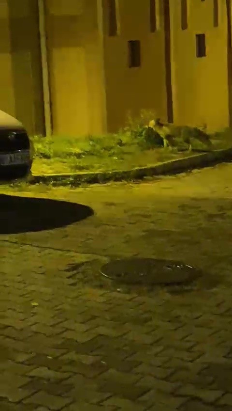 tilkinin panik anlari kameraya takildi 3 wLN1Fcbi