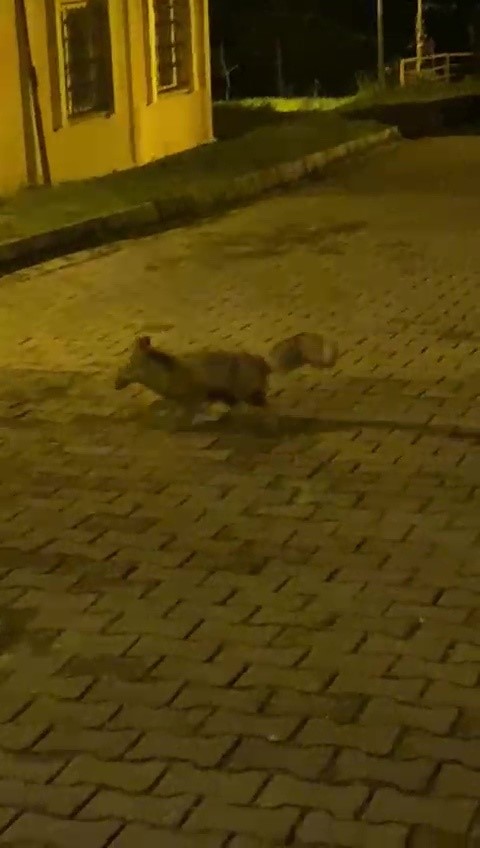 tilkinin panik anlari kameraya takildi 4 5ZUqNknf