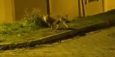tilkinin-panik-anlari-kameraya-takildi-Qd6unljG.jpg