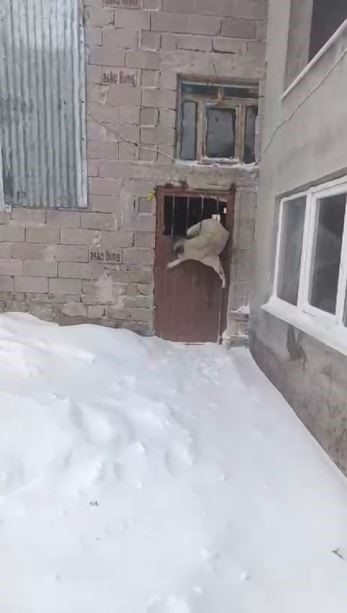 tipide ahira saklanan kopek kapiya sikisti 1 EY7r3w3Y