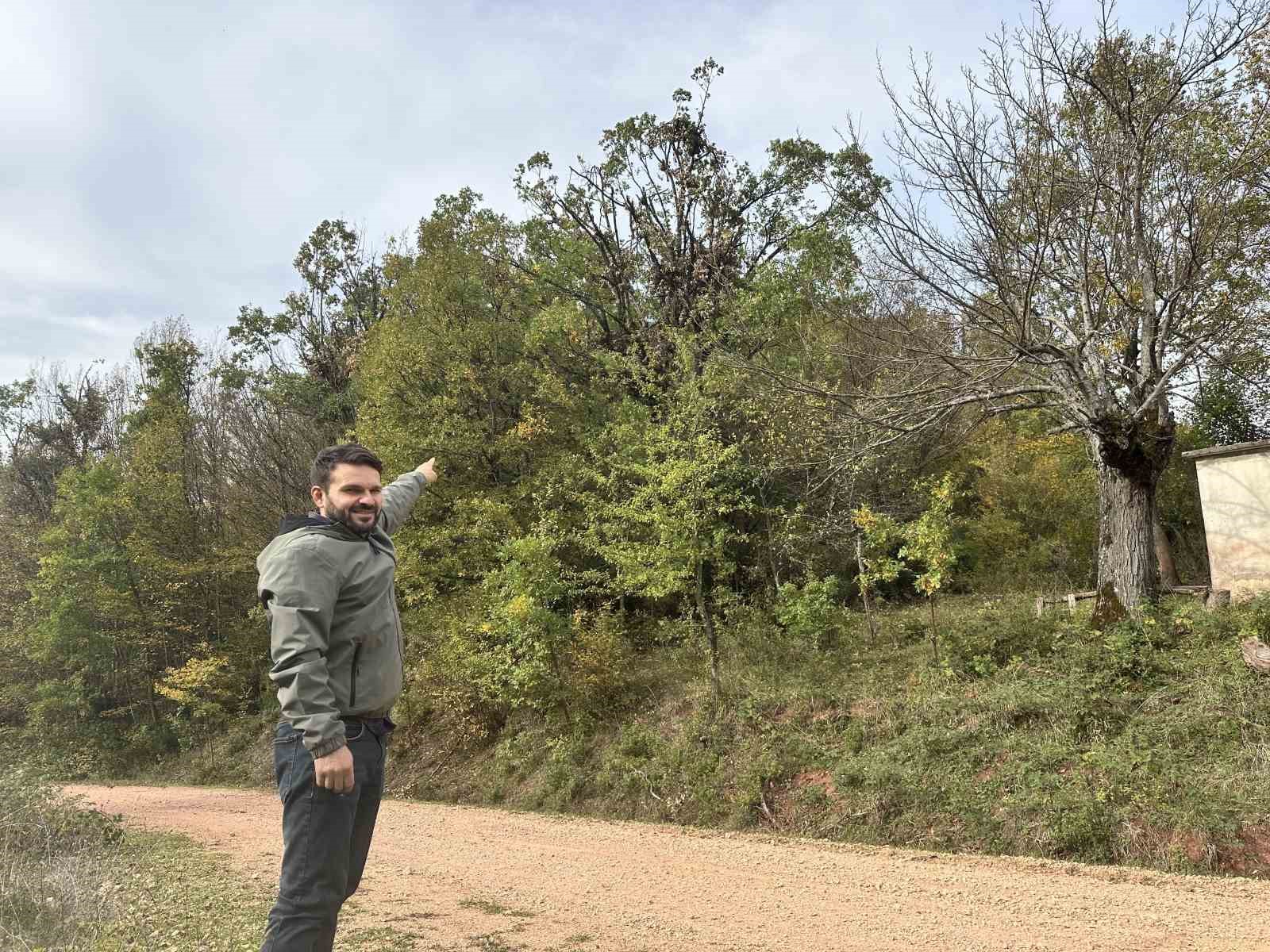 tirmandiklari agacta mese palamudu yiyen ayilar kamerada 0 8vXLCvrv