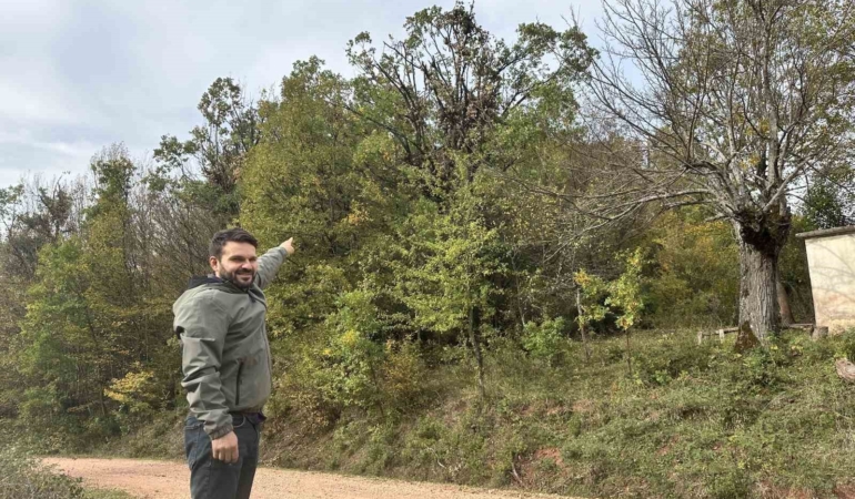 tirmandiklari-agacta-mese-palamudu-yiyen-ayilar-kamerada-2KgFacDz.jpg