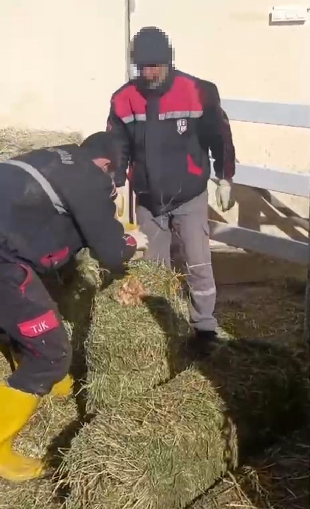 tjk sanliurfa hara ve asim istasyonunda skandal goruntuler 1 A85Te4aK