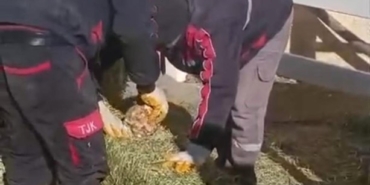 tjk-sanliurfa-hara-ve-asim-istasyonunda-skandal-goruntuler-8mVkM4PW.jpg