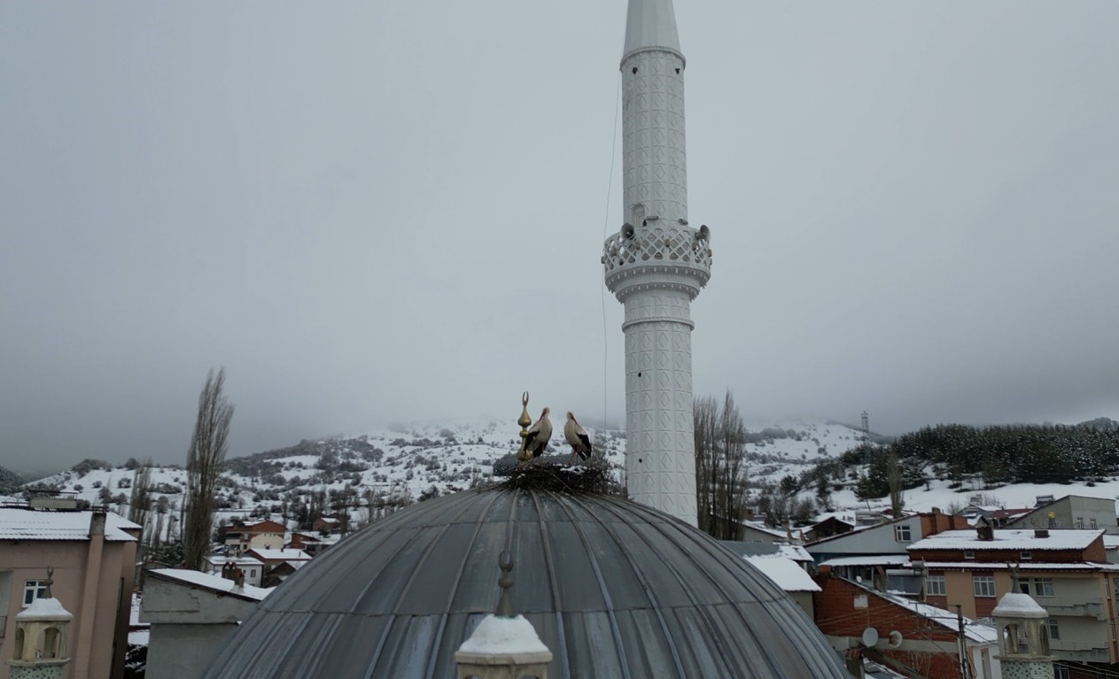 tokatin basciftlik ilcesine 25 yil sonra donen leylekler nisan ayinda kar altinda kaldi 2 Ez1n9377