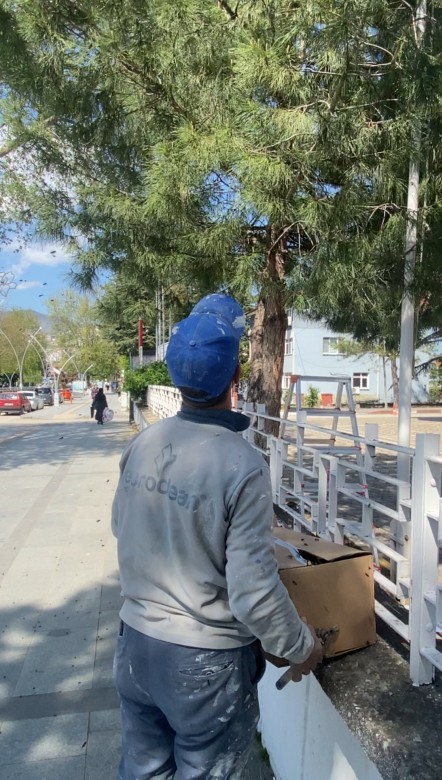 tokatta agaca ogul veren arilari ekipmansiz topladi 1 qYg9EJeq
