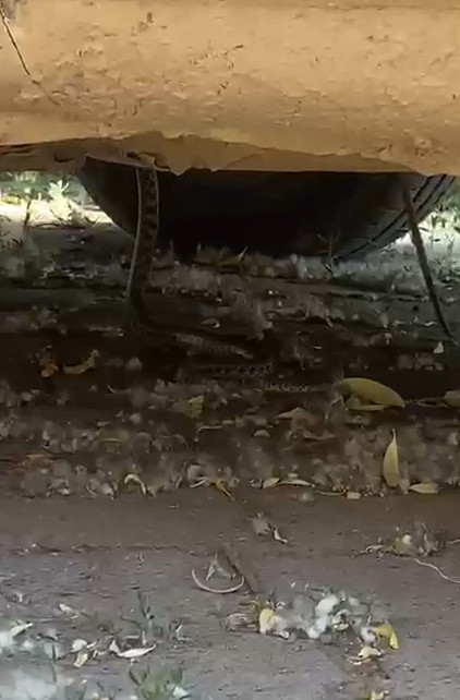 tokatta aracin motor kismina giren yilani itfaiye ekipleri kurekle yakaladi 1 KR3HXGW7