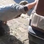 tokatta-aracin-motor-kismina-giren-yilani-itfaiye-ekipleri-kurekle-yakaladi-KkyYjgTv.jpg