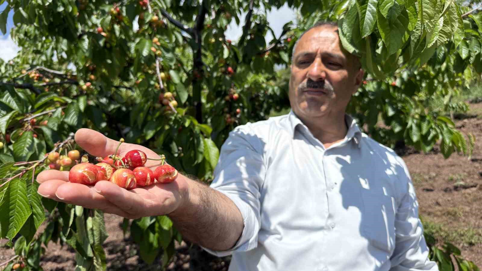 tokatta asiri yagislar erkenci kirazi vurdu 0