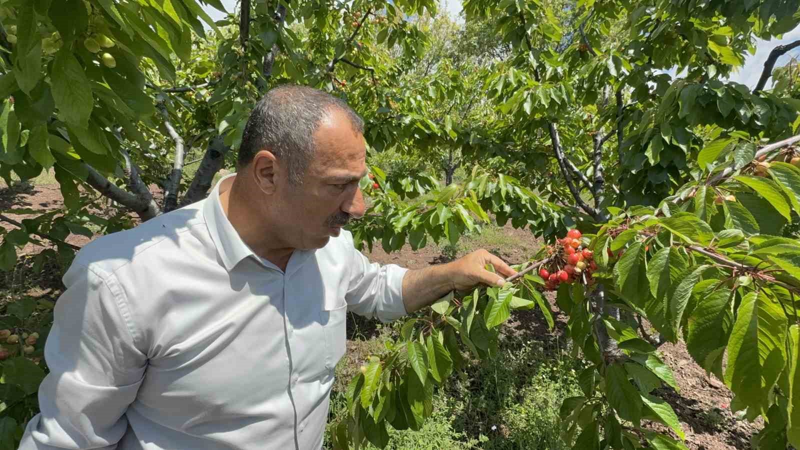 tokatta asiri yagislar erkenci kirazi vurdu 2 tFsq5vI7