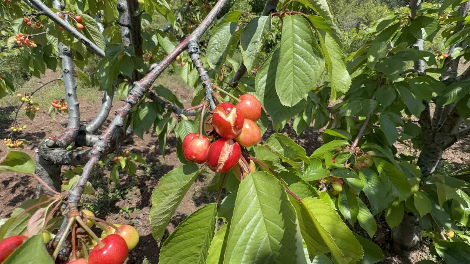 tokatta asiri yagislar erkenci kirazi vurdu 4
