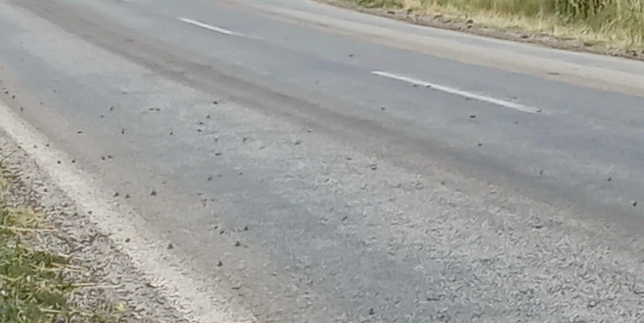 Tokat’ta binlerce kurbağa kara yolunu istila etti 4 tokatta binlerce kurbaga kara yolunu istila etti 0 7qhaB43u