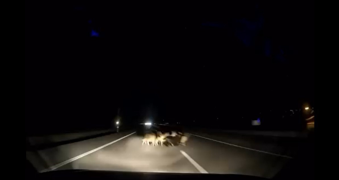 tokatta otomobil suruye carpti 12 koyun telef oldu 0