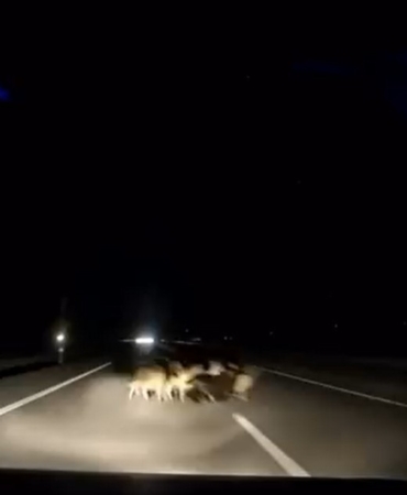 tokatta-otomobil-suruye-carpti-12-koyun-telef-oldu-GPUndPI6.jpg