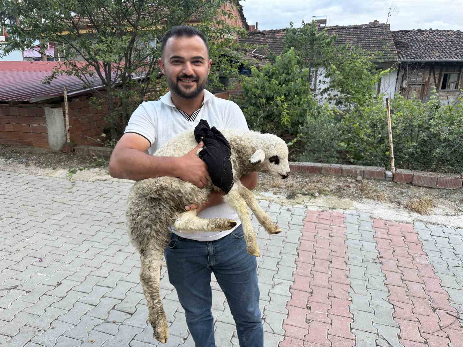 Tokat’ta sağlık personelinden yaralı kuzuya tüm teşekküllü müdahale 4 tokatta saglik personelinden yarali kuzuya tum tesekkullu mudahale 0 rjQym1et