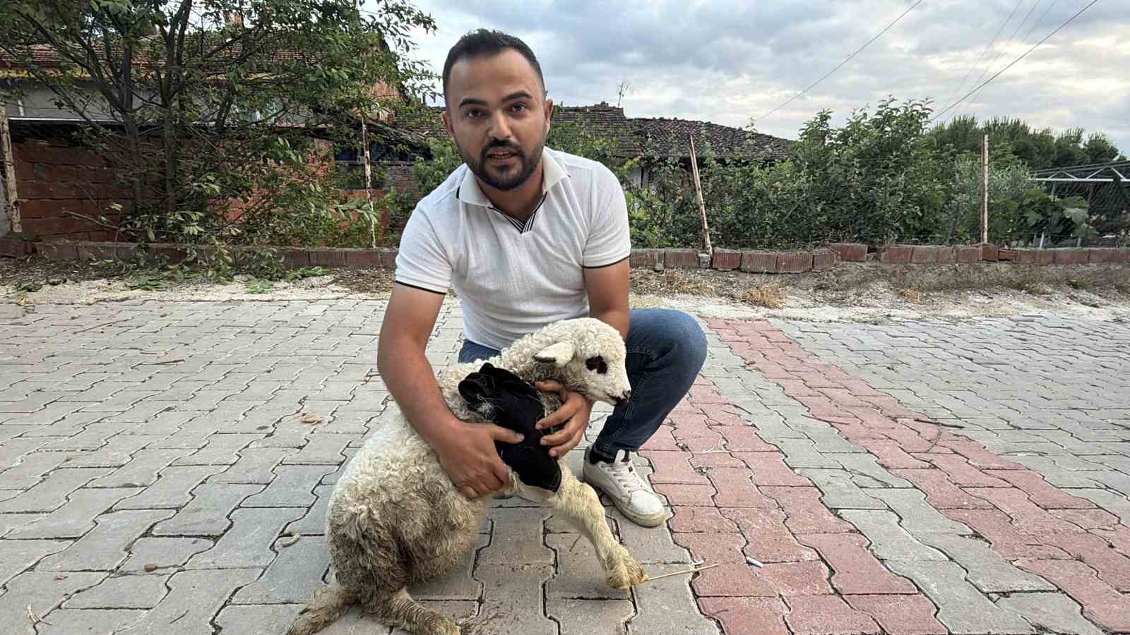Tokat’ta sağlık personelinden yaralı kuzuya tüm teşekküllü müdahale 5 tokatta saglik personelinden yarali kuzuya tum tesekkullu mudahale 1 5IdmJ64p