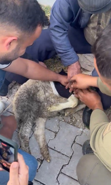 Tokat’ta sağlık personelinden yaralı kuzuya tüm teşekküllü müdahale 8 tokatta saglik personelinden yarali kuzuya tum tesekkullu mudahale 4 ZSbArwSv