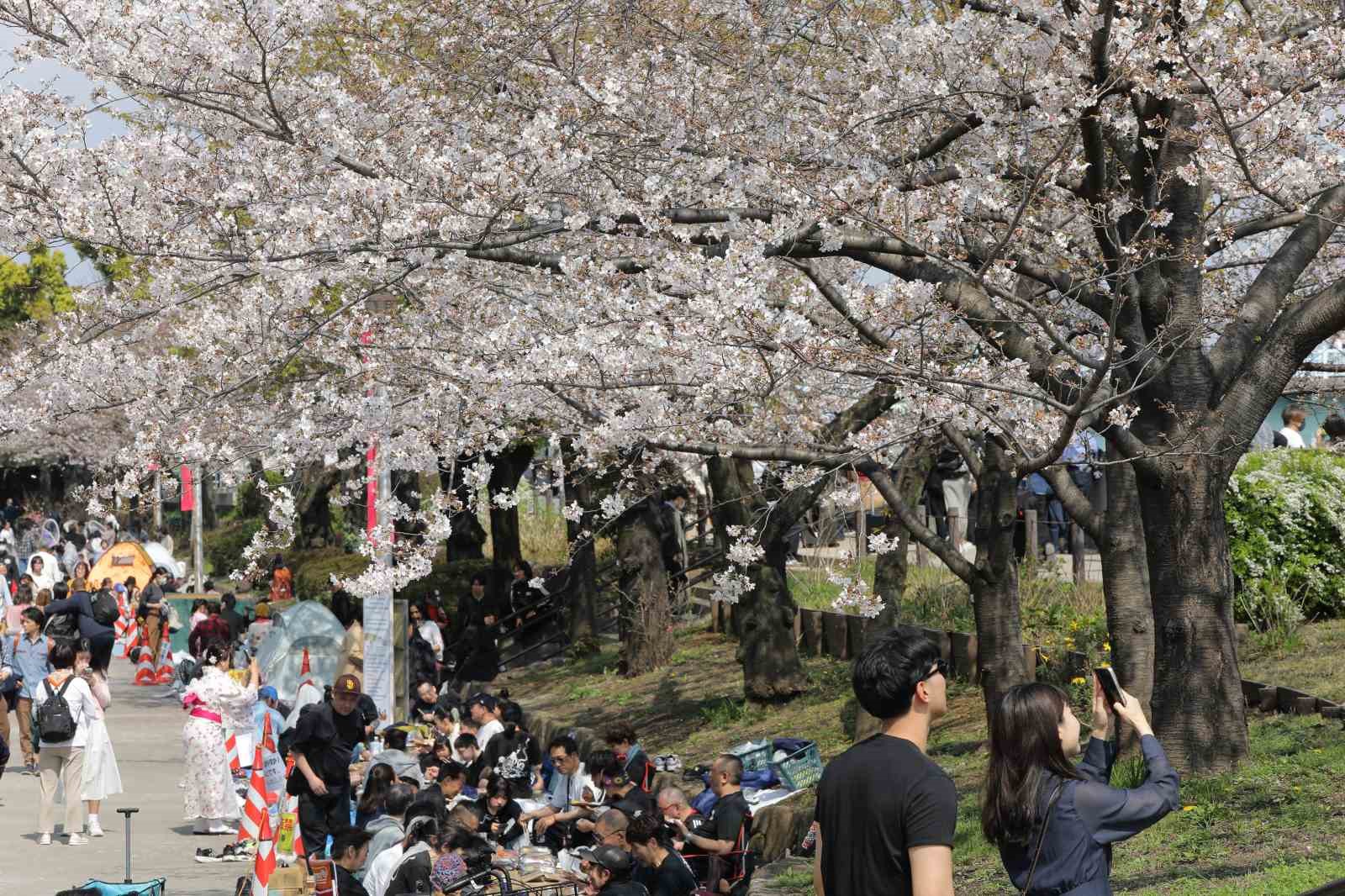 tokyoda sakuralar izleyenlere gorsel solen yasatti 0 DOsbvijB