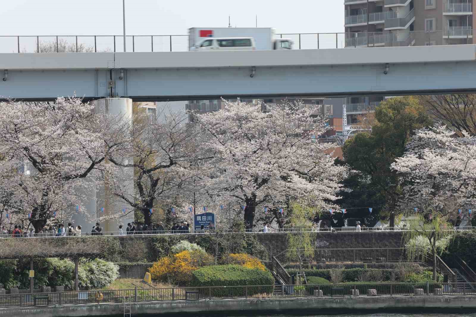 tokyoda sakuralar izleyenlere gorsel solen yasatti 1 mhfG62W9