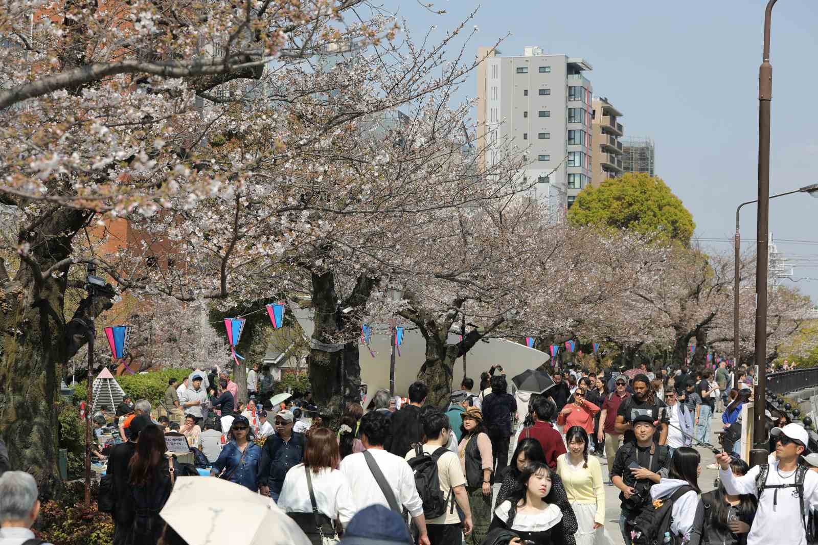 tokyoda sakuralar izleyenlere gorsel solen yasatti 2 CX81zJJ5