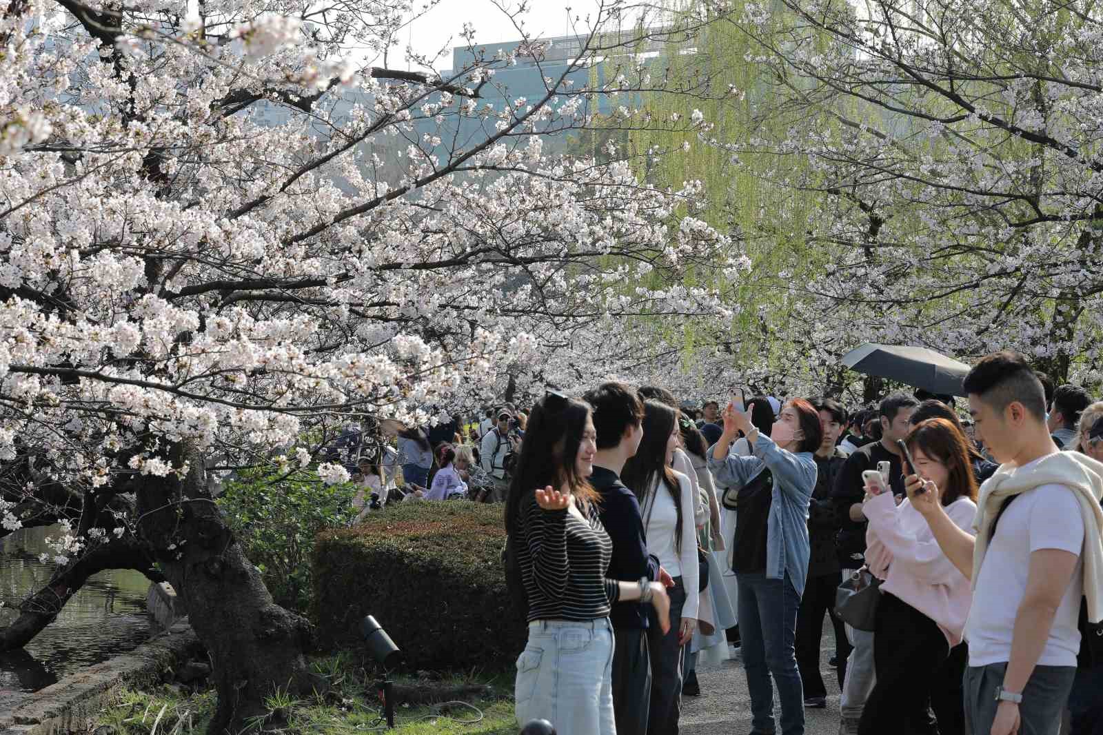 tokyoda sakuralar izleyenlere gorsel solen yasatti 3 aA4GN4lm
