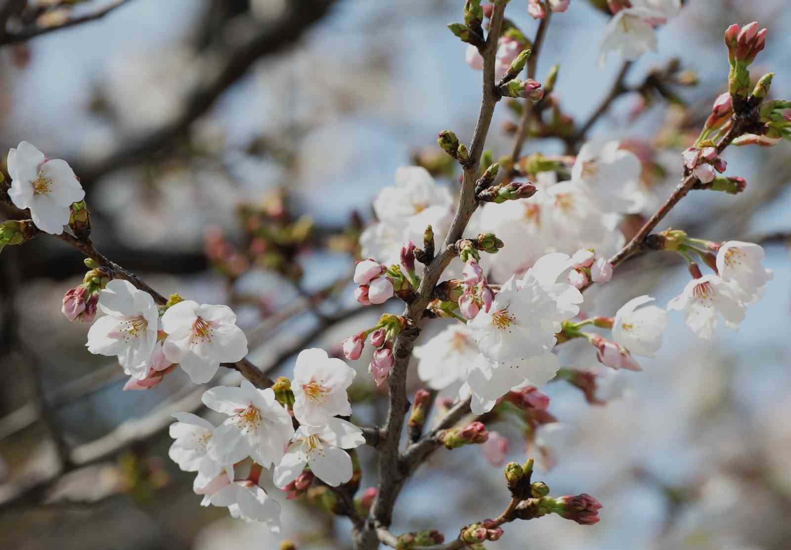 tokyoda sakuralar izleyenlere gorsel solen yasatti 4 DmJHFpSD