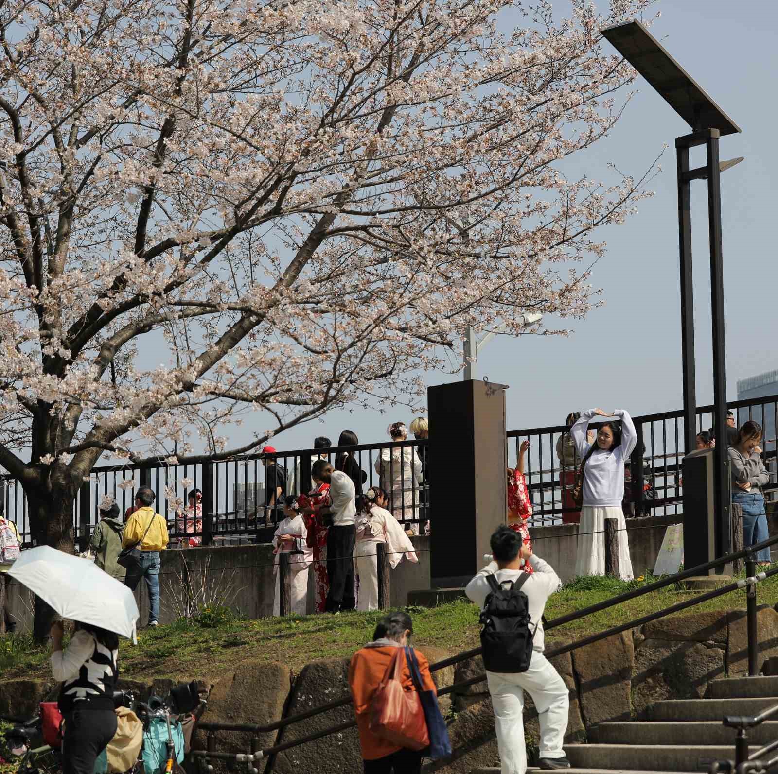 tokyoda sakuralar izleyenlere gorsel solen yasatti 5 N8khZpWH