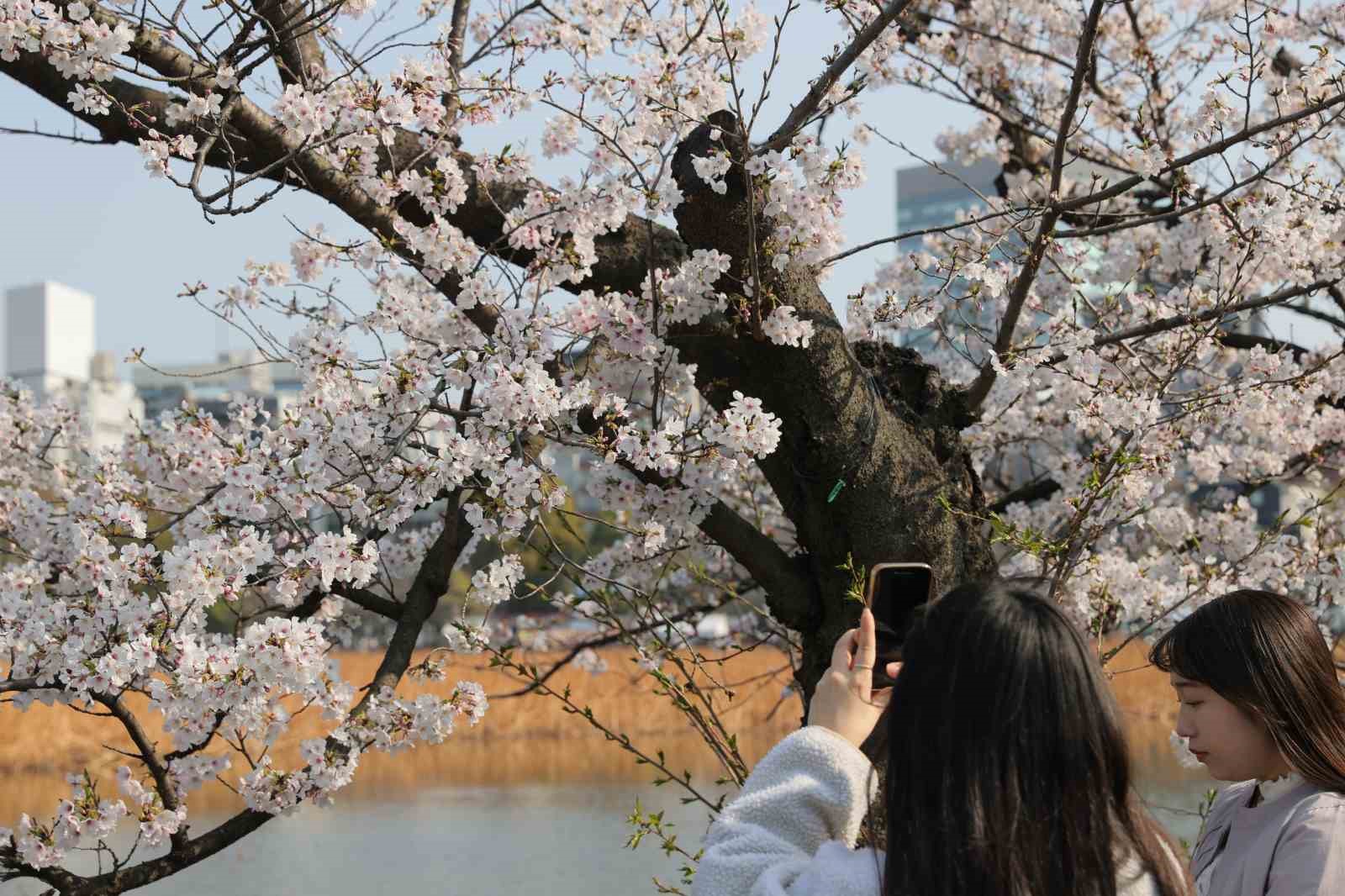tokyoda sakuralar izleyenlere gorsel solen yasatti 6 mcZlqS25