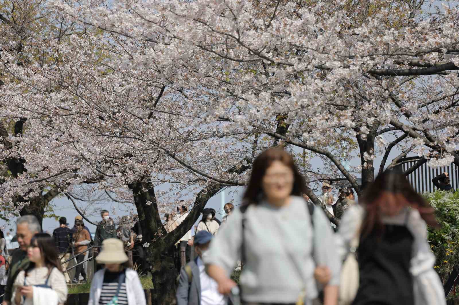 tokyoda sakuralar izleyenlere gorsel solen yasatti 7 ONtISi1e
