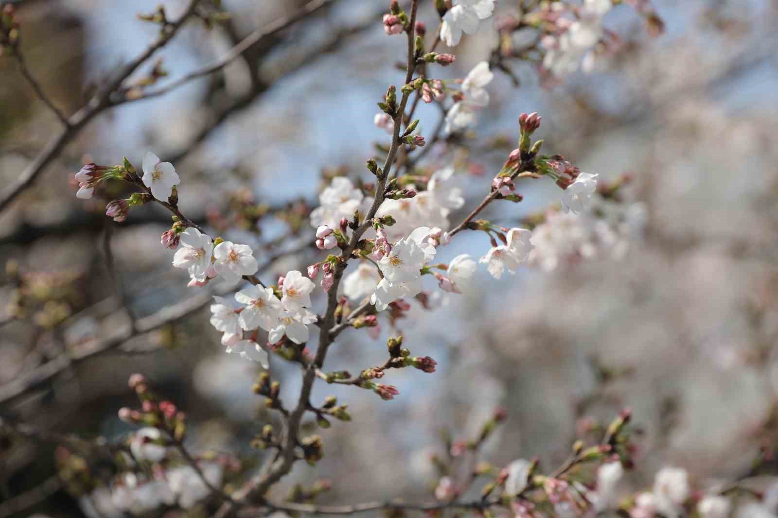 tokyoda sakuralar izleyenlere gorsel solen yasatti 8 bmBuWI81