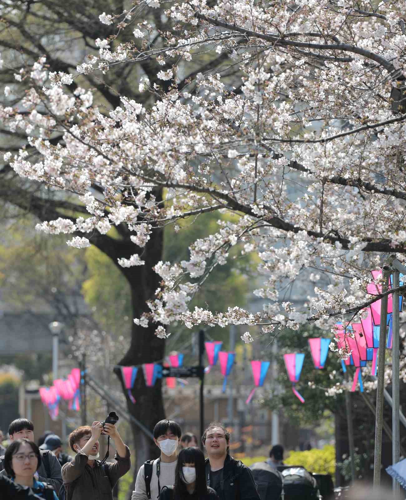 tokyoda sakuralar izleyenlere gorsel solen yasatti 9 csNXAPDd