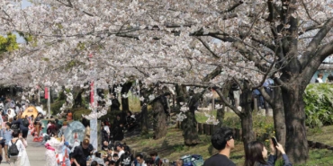 tokyoda-sakuralar-izleyenlere-gorsel-solen-yasatti-9qU44GXA.jpg