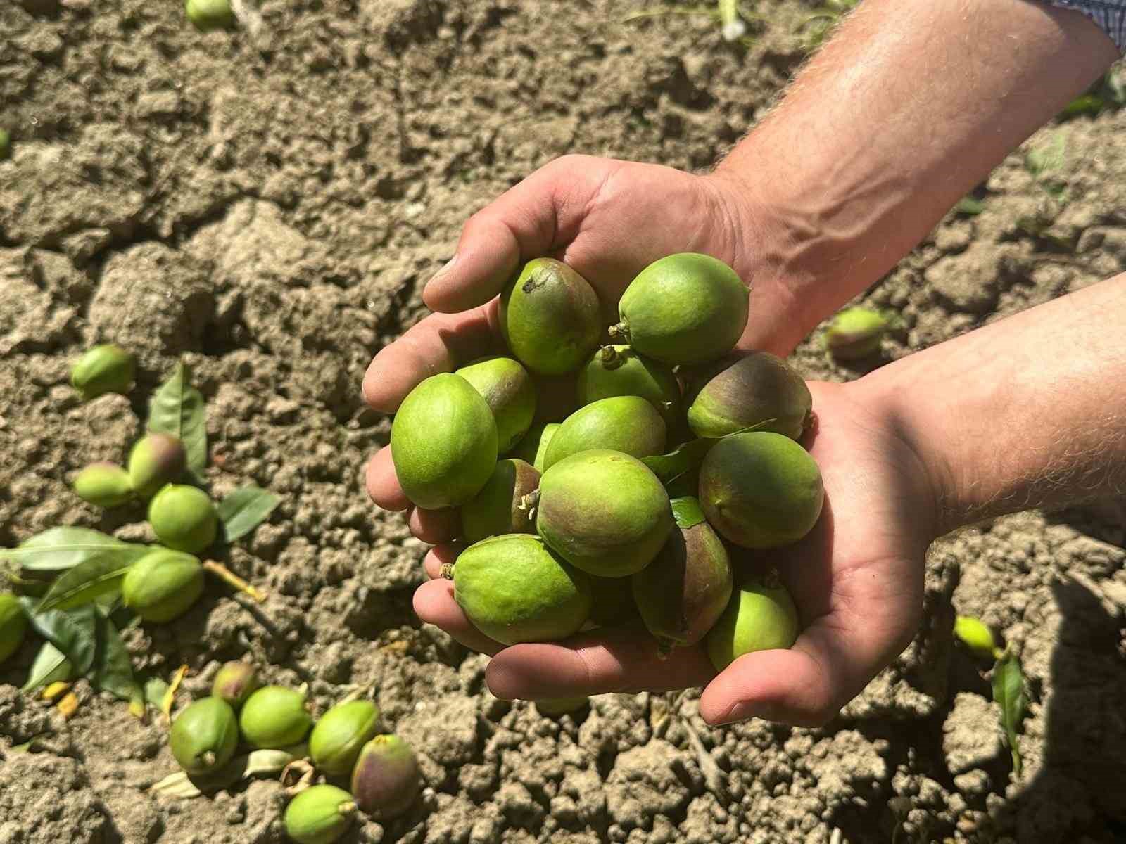 tonlarca meyveyi koparip gunde 1500 lira kazaniyorlar 2 L5prRKMg