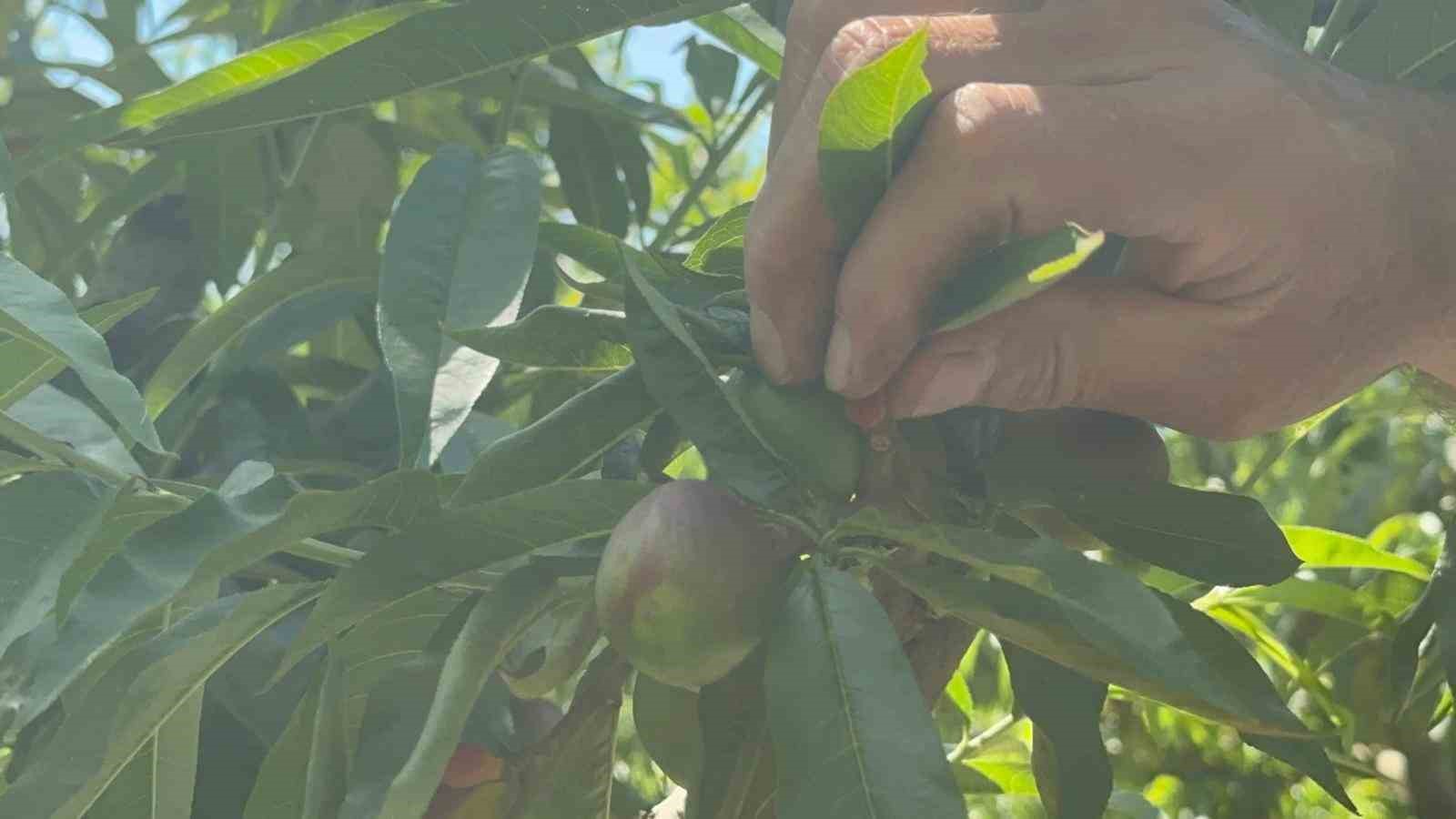 tonlarca meyveyi koparip gunde 1500 lira kazaniyorlar 4 5rZPnIvS