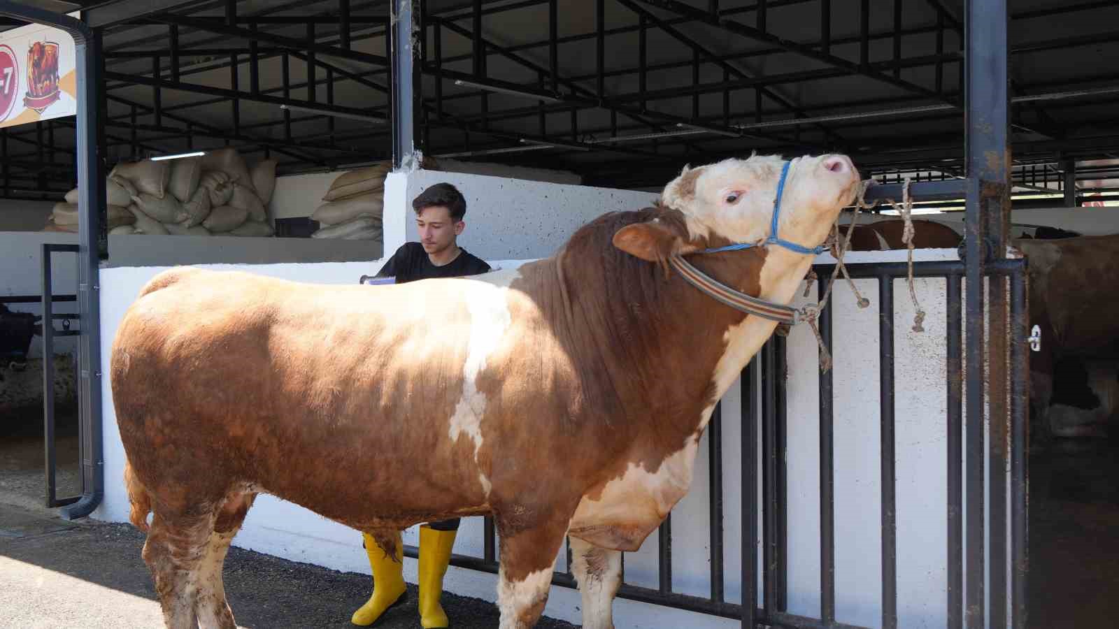 Tonluk develer ve danalar görücüye çıktı: Kurban pazarının gözdesi develer oldu 5 tonluk develer ve danalar gorucuye cikti kurban pazarinin gozdesi develer oldu 1 Vjl2dym1