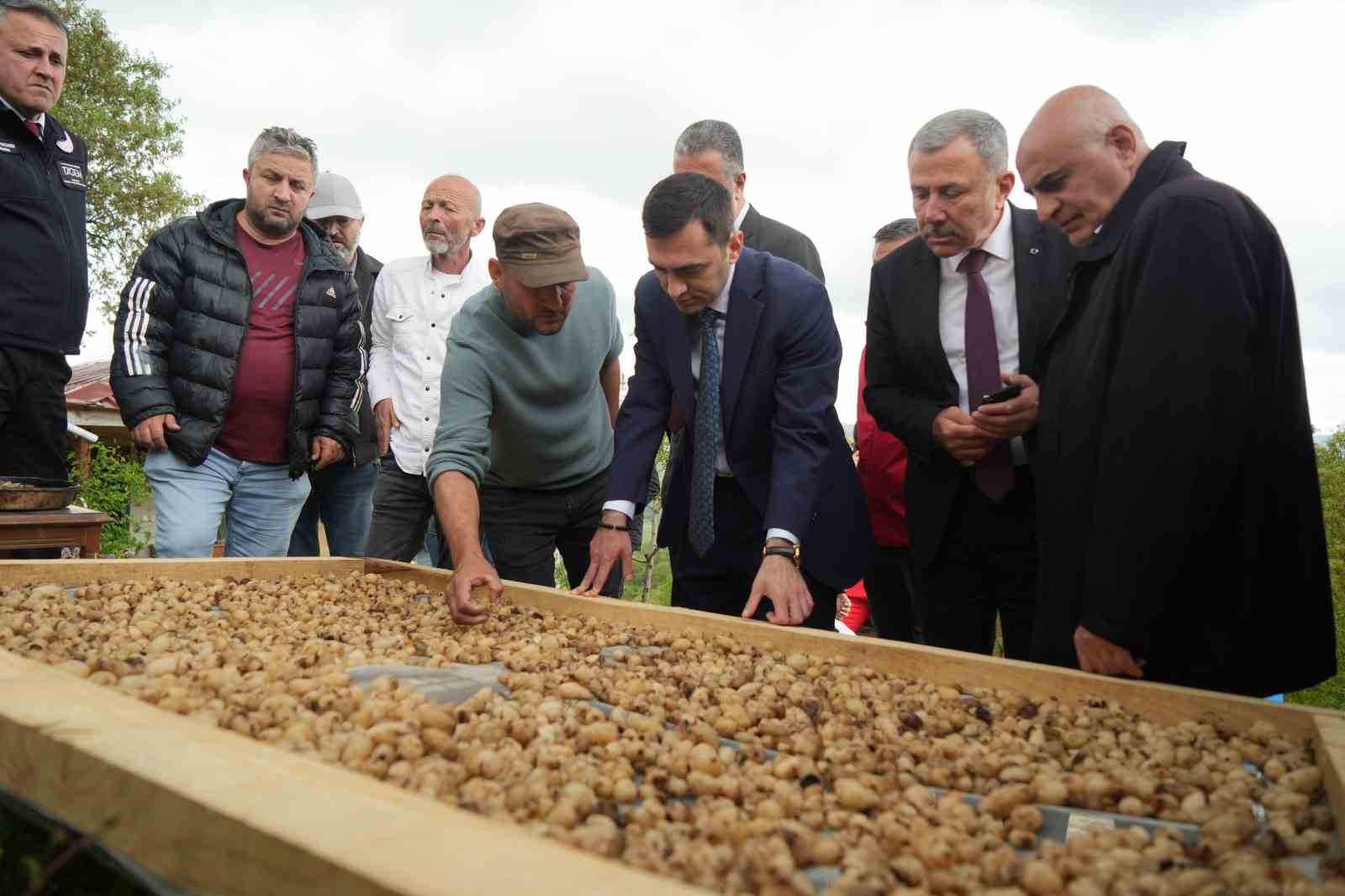 topraktaki altin salebin hasadi basladi kilosu 12 bin tl 0 Y8JYIG4R