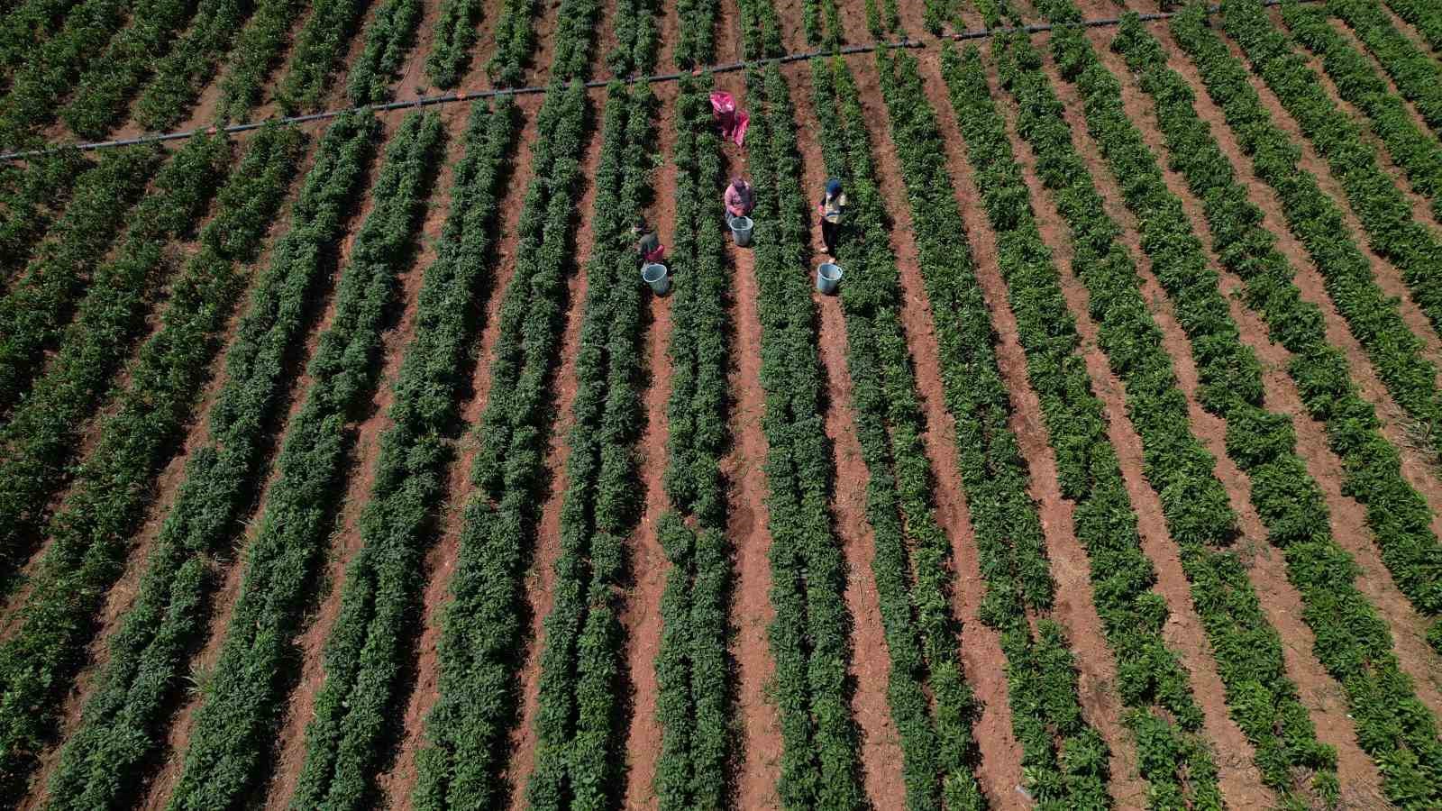 Torbalı’dan Urfa’ya biber çağrısı: "Acımızı yarıştıralım" 10 torbalidan urfaya biber cagrisi acimizi yaristiralim 6 Er52Cn2Q