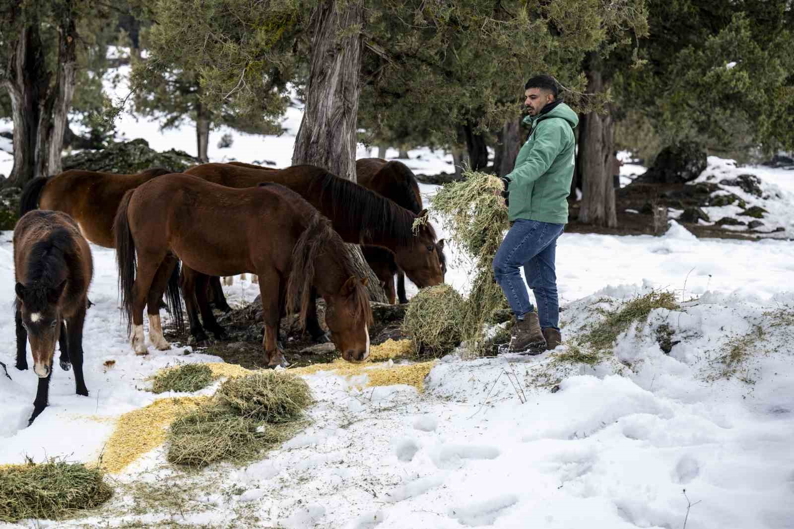 toros daglarindaki yilki atlari ve yabani hayvanlar unutulmadi 0 vCWii7hB
