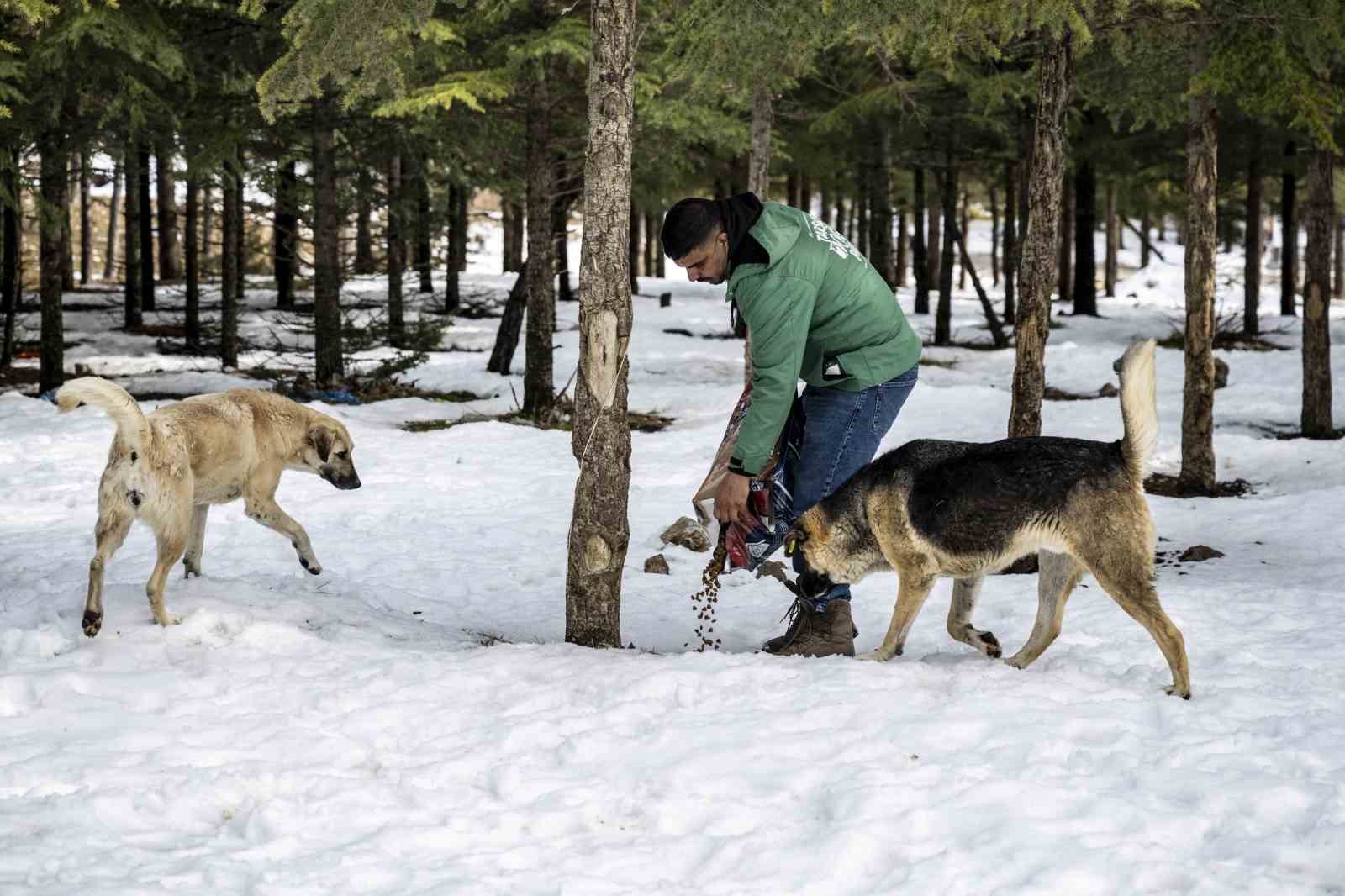 toros daglarindaki yilki atlari ve yabani hayvanlar unutulmadi 1 rwLZ5eSS