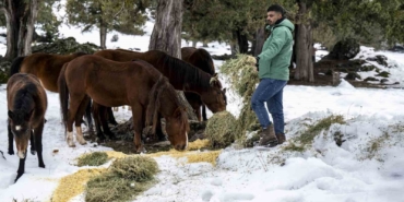 toros-daglarindaki-yilki-atlari-ve-yabani-hayvanlar-unutulmadi-iML3EsJG.jpg