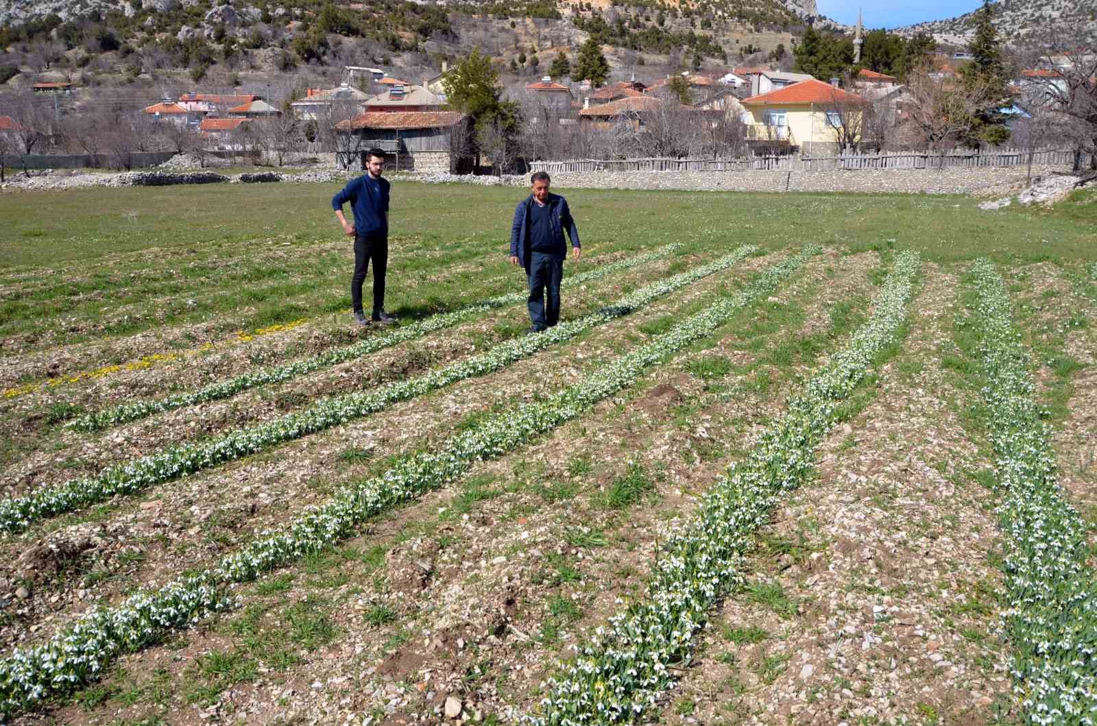 toros kardeleni icin kontrollu uretim ve ihracat modeli surduruluyor 1 gDgBvBJd