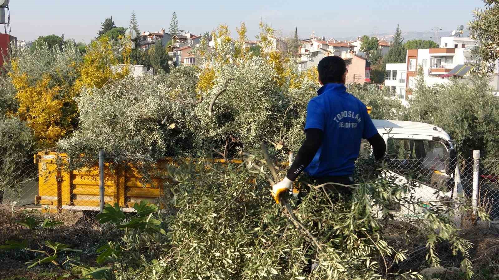 toroslar belediyesi zeytin agaclarini kesti vatandas tepki gosterdi 0 JfAkky7R