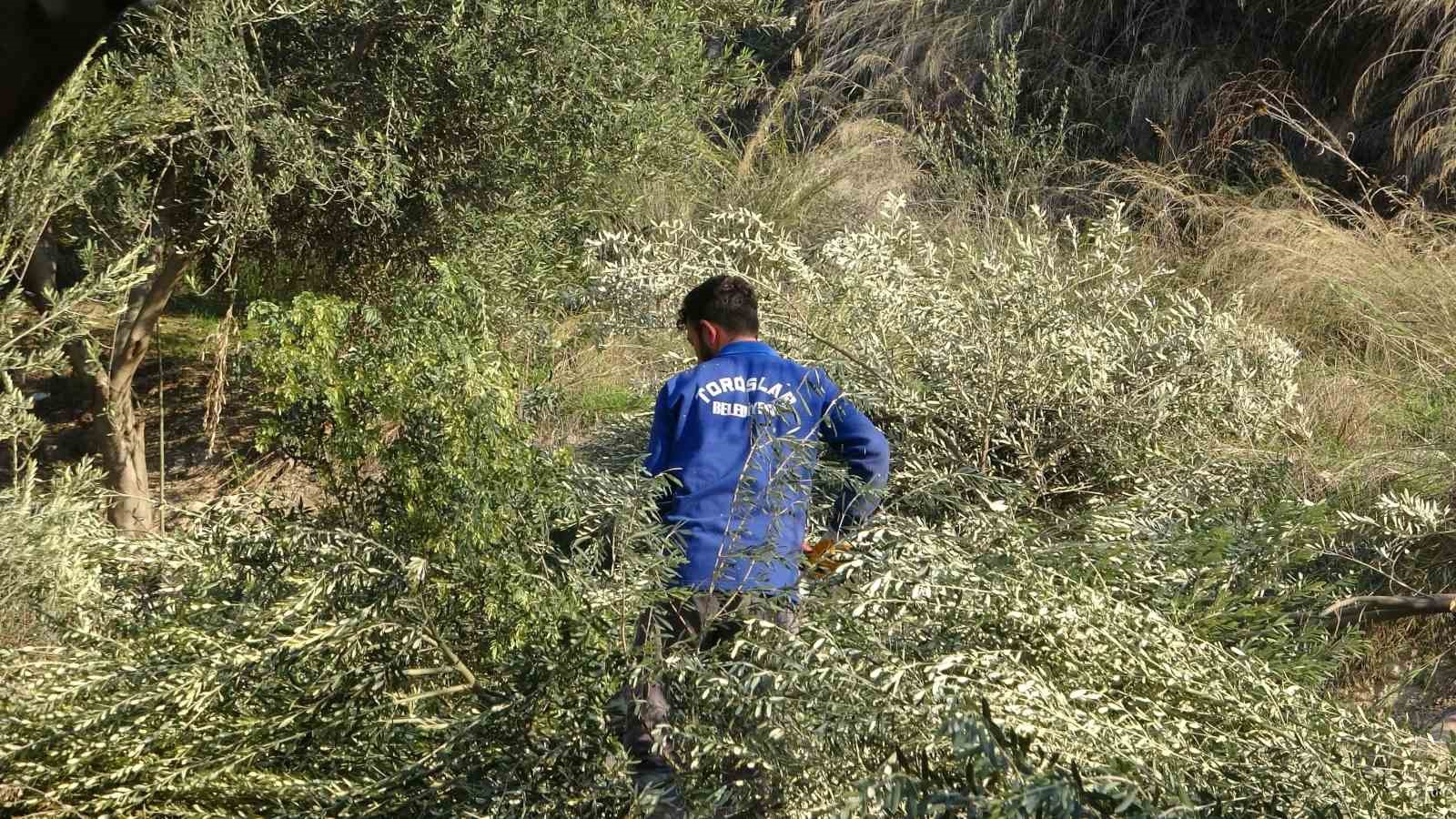 toroslar belediyesi zeytin agaclarini kesti vatandas tepki gosterdi 1 qFUp7LWn