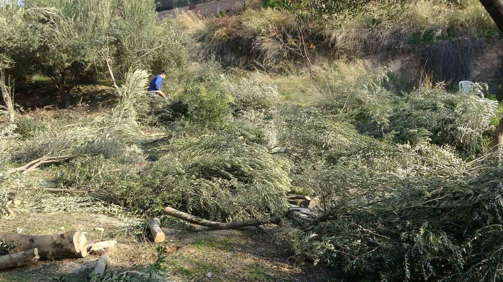 toroslar belediyesi zeytin agaclarini kesti vatandas tepki gosterdi 2 I2zReQej